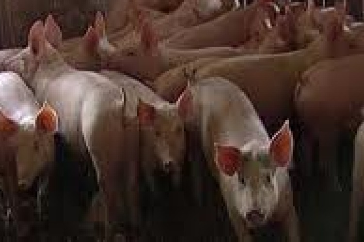 Az országban egyedülálló, megyei szintű sertésstratégia készül