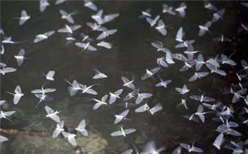 Negyven év után újra tömegesen rajzik a dunavirág