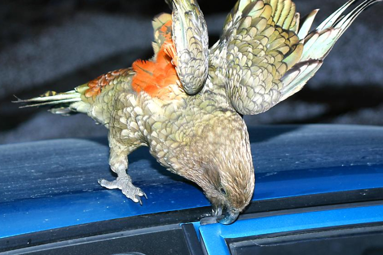 Pénzt lopott egy papagáj Új-Zélandon