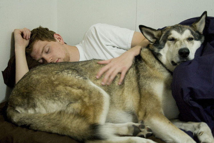 Tartson háziállatot - így megelőzheti a szívbetegségeket