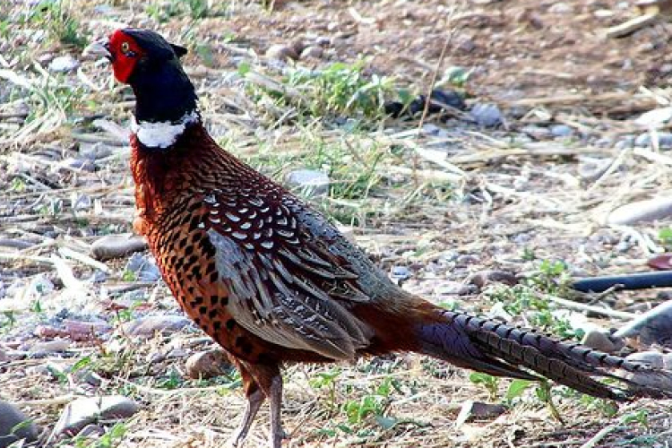 Fácánterror egy brit faluban