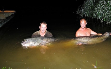 Mázsás harcsát fogtak Hevesben