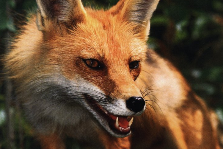 Róka támadott meg egy csecsemőt egy londoni házban