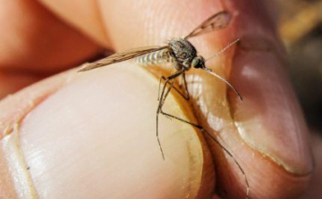 El innen, vérszívók!