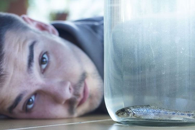 Kiss Ádám - Az év állata? 