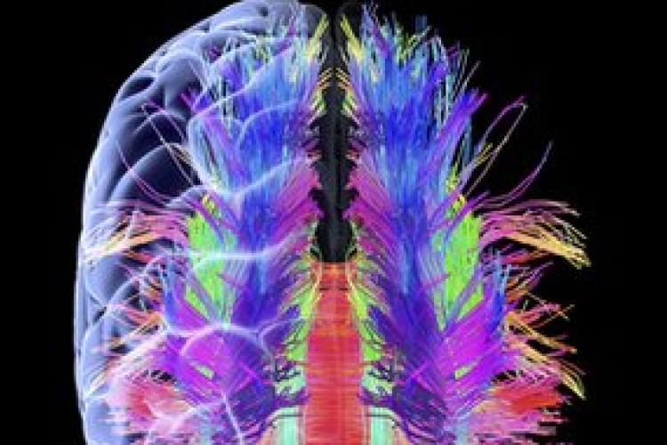 Megtalálták az időskori emlékezetromlásért felelős fehérjét