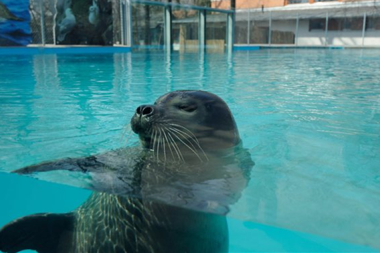 Fókabemutatót adtak át a Szegedi Vadasparkban