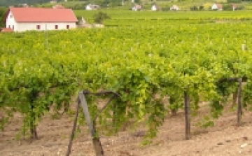 Veszélyes szőlőbetegség jelent meg Magyarországon