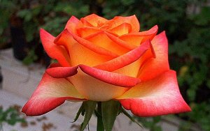 Több mint 30 év után újraindult a rózsanemesítés Magyarországon