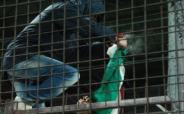 Megbírságolták a kolozsvári futballmérkőzésen magyar zászlót felgyújtó fiatalokat