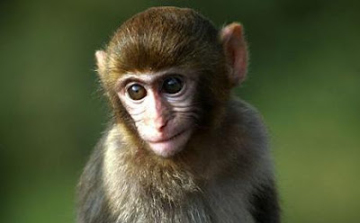 Megtalálták a HIV ellenszerét?