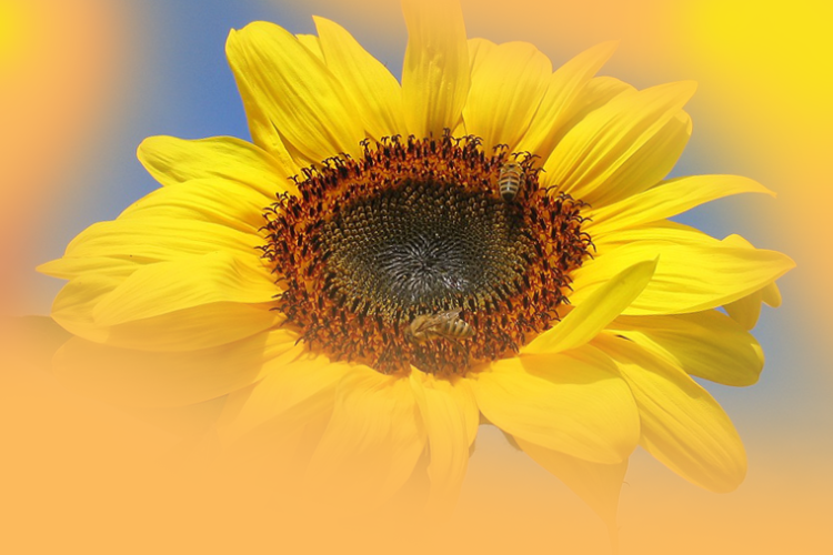 Internetes szavazáson keresik Magyarország legszebb virágát