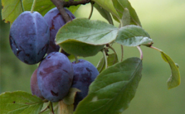 Fogadjon örökbe egy szilvafát!