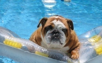 Megnyílt az első kutyastrand Magyarországon! 