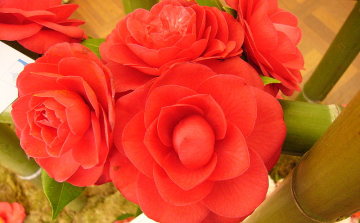 Szirmot bontott a világ legdrágább virága, a kamélia Nyíregyházán