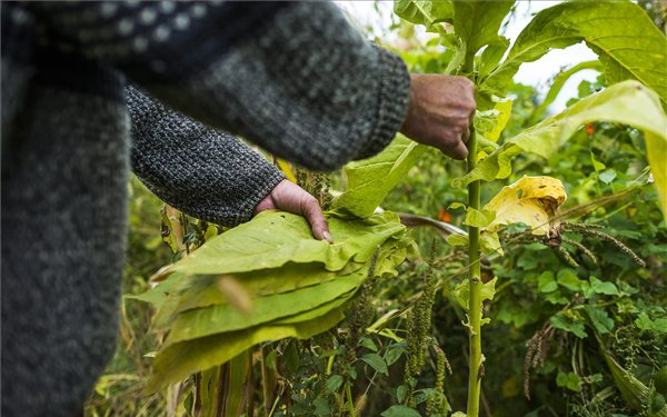 Háznál termesztett dohány