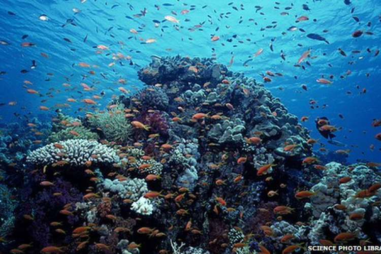 Gyorsan romlik az óceánok 