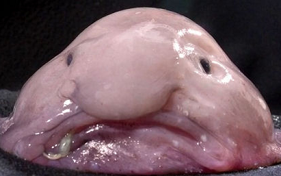 Melyik a világ legrondább állata?