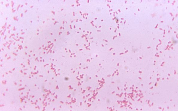 A baktériumok befolyásolják súlyunk alakulását 