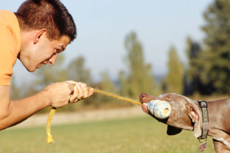 A leghűségesebb társ