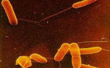 Kövérsége mentette meg egy férfi életét húsevő baktériumtól