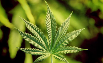 Kannabisz nőtt egy walesi önkormányzat virágládáiban