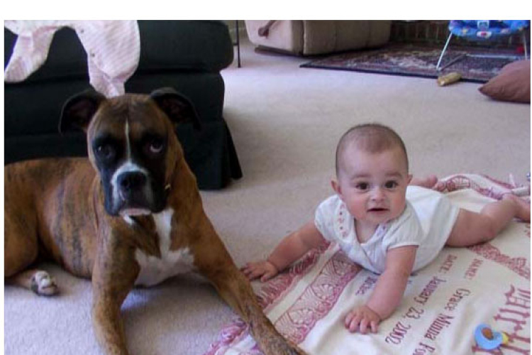 Babák leghűségesebb társai