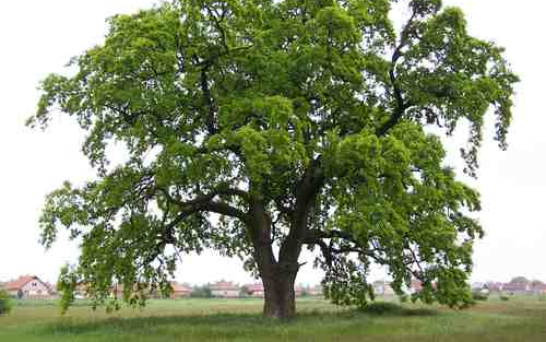 A fáknak is van belső órájuk