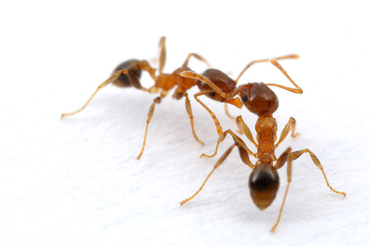 Az éghajlatváltozás megállíthatja a legagresszívabb hangyafaj terjeszkedését