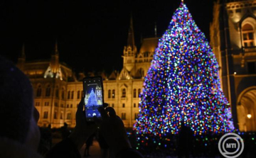 Nyírségi fenyőfa lesz az ország karácsonyfája
