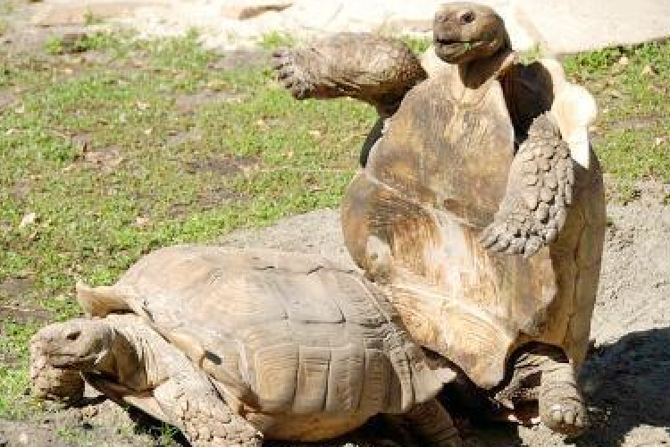 Egy teknős tüzes vágya miatt égett le egy garázs