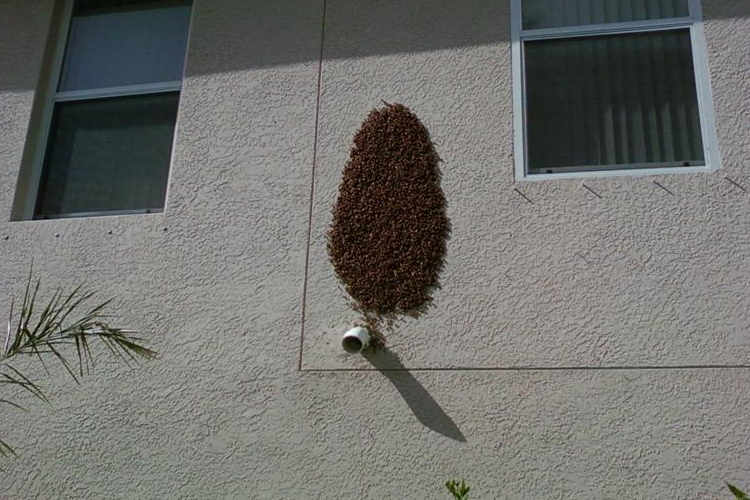 OMME: méhraj észlelése esetén forduljon szakemberhez