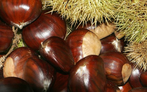 Magyar kutatócsoport fékezheti meg a gesztenyefák pusztulását