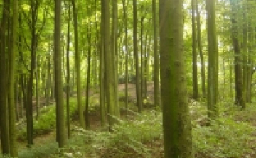 Tűzifával kiegészített vidéki rezsicsökkentés