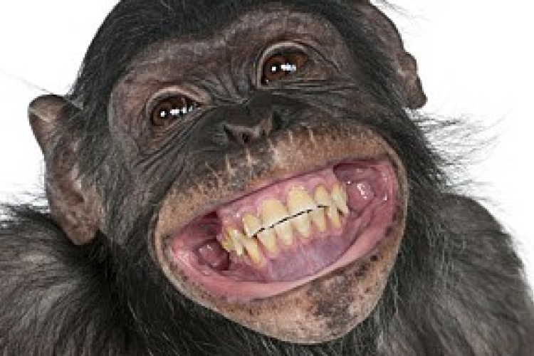 Tizenkét helyszínen zajlik az idei Állatkertek Éjszakája