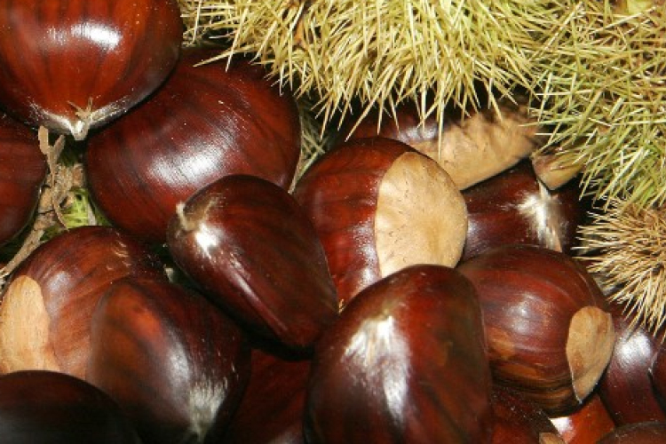 Magyar kutatócsoport fékezheti meg a gesztenyefák pusztulását