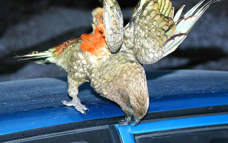 Pénzt lopott egy papagáj Új-Zélandon