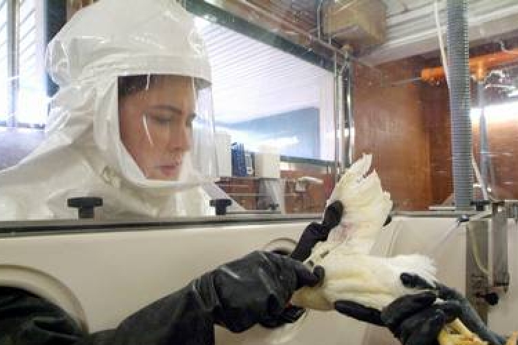 Madárinfluenza - Kínai kutatók: gyorsan mutálódik az új vírus