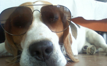 Kutya nélkül sehova!