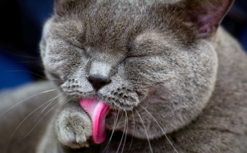 Hogyan fotózd a kutyádat, macskádat!