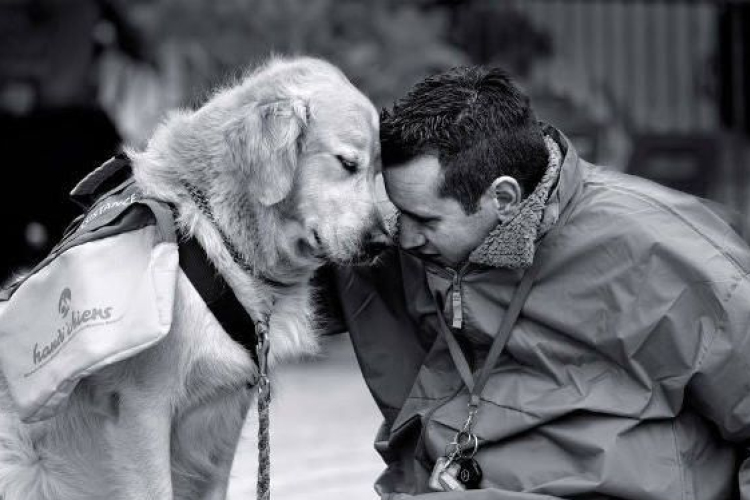 Legendás kutyák hőstettei